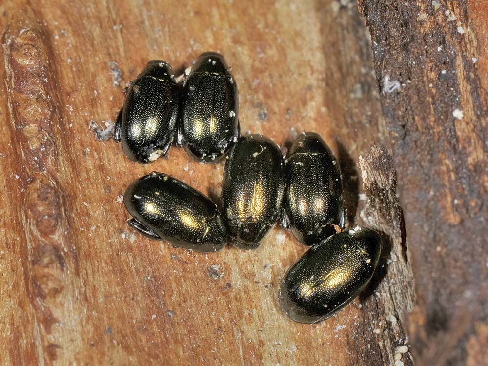 Dibolia rugulosa? (chrysomelidae)